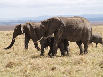 Magical 3 Days 2 Nights Masai Mara Tour Package