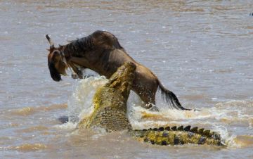 Magical 3 Days 2 Nights Masai Mara Tour Package