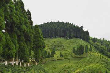 4 Days 3 Nights Darjeeling Trip Package by Triplounge