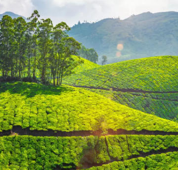 Experience 5 Days 4 Nights Ooty Trip Package