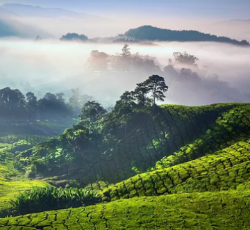 Heart-warming 5 Days 4 Nights Bangalore, Coonoor, Coorg and Ooty Trip Package