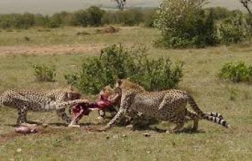 Beautiful 3 Days 2 Nights Masai Mara with Masaimara Trip Package