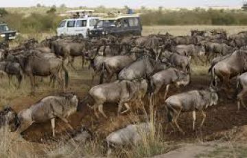 Beautiful 3 Days 2 Nights Masai Mara with Masaimara Trip Package