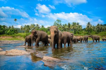 8 Days 7 Nights Kandy, Nuwara Eliya, Bentota and Colombo Tour Package