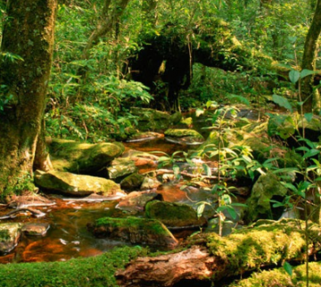 Experience 5 Days Bangalore, Coorg, Wayanad and Ooty Holiday Package