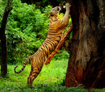 Pleasurable 6 Days Bangalore, Coorg, Wayanad and Ooty Tour Package