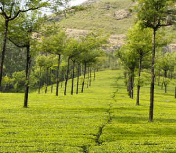 Coonoor Tour Package for 3 Days from Bangalore