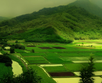 6 Days Bangalore, Mysore, Coorg and Ooty Trip Package