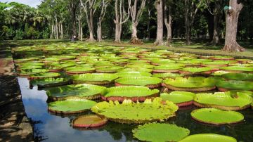 Ecstatic Full Day South Tour Tour Package from Departure From Mauritius