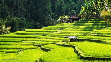 Amazing 6 Days Bali and Bali Tour Package