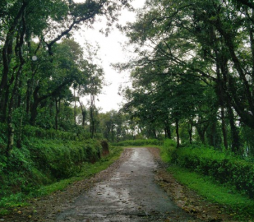 6 Days 5 Nights Bangalore, Mysore, Coorg with Ooty Holiday Package