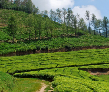Amazing 3 Days 2 Nights Bangalore with Ooty Holiday Package