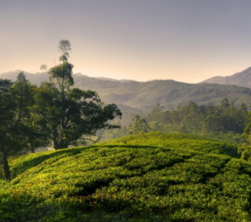 Heart-warming Ooty Tour Package for 6 Days