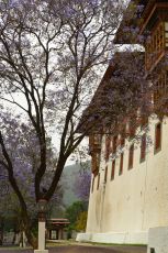 Amazing 8 Days 7 Nights Thimphu Tour Package