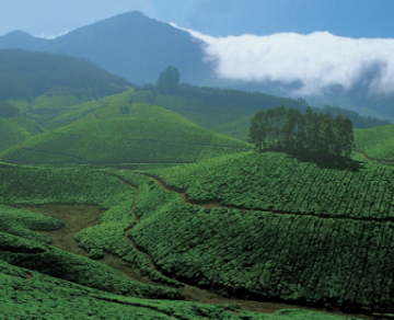 Memorable Coorg Tour Package for 6 Days 5 Nights