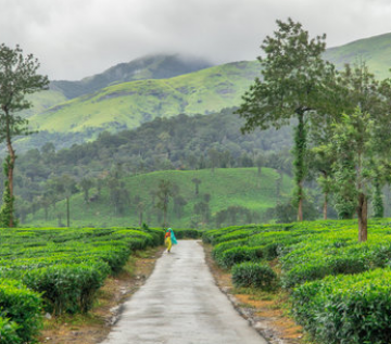 6 Days 5 Nights Bangalore, Coorg, Wayanad with Ooty Trip Package