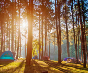 Amazing Coonoor Tour Package for 2 Days 1 Night