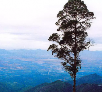 3 Days 2 Nights Bangalore to Wayanad Trip Package