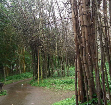 Best 2 Days Ooty to Bangalore Trip Package