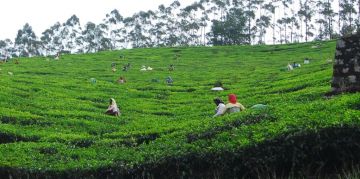 4 nights/5 days Munnar with Rameshwaram  Madurai and Kanyakumari Tour
