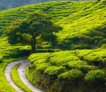 3 Days Bangalore with Wayanad Tour Package