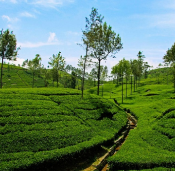 Pleasurable 4 Days 3 Nights Bangalore, Ooty and Coonoor Tour Package