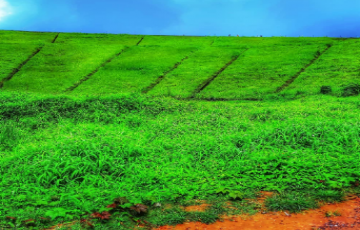 Ecstatic 6 Days 5 Nights Bangalore, Coorg, Ooty with Wayanad Trip Package