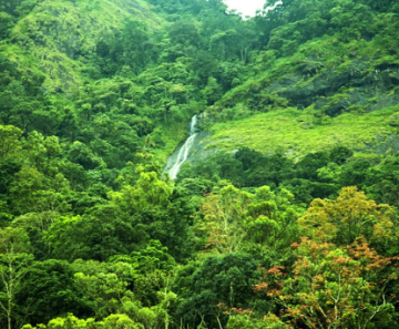 Amazing 6 Days 5 Nights Bangalore, Coorg, Wayanad and Ooty Trip Package