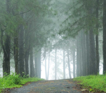 Amazing 6 Days 5 Nights Ooty Tour Package