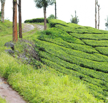 Amazing 3 Days Bangalore with Ooty Trip Package