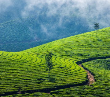 Memorable 3 Days 2 Nights Bangalore with Coorg Trip Package