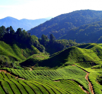 Family Getaway 4 Days 3 Nights Wayanad Holiday Package