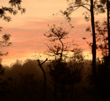 Best 5 Days Bangalore, Wayanad, Ooty with Coonoor Trip Package