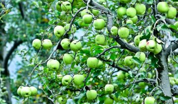 Amazing 6 Days Shimla, Manali and Delhi Vacation Package