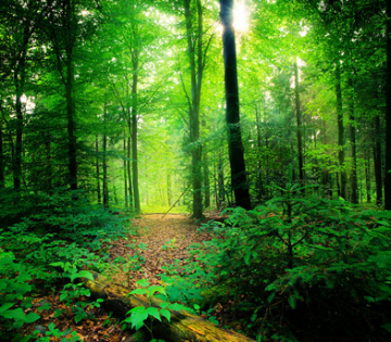 Beautiful Bangalore Tour Package for 2 Days 1 Night