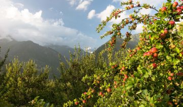 Pleasurable 5 Days Delhi with Manali Trip Package