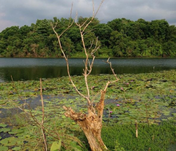 Memorable 4 Days Bangalore to Coonoor Vacation Package