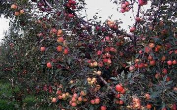 Amazing 3 Days Shimla Jubbel Holiday Package