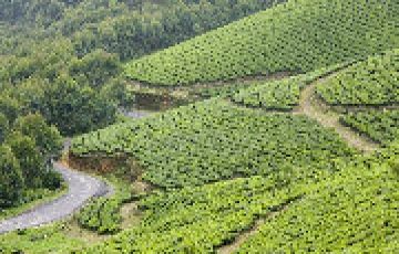 Best Arrive Cochin  Munnar Tour Package for 5 Days from ALLEPPEY-COCHIN DROP