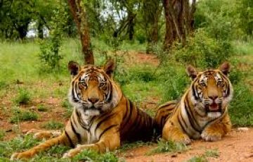 Jim Corbett, Corbett and Delhi Tour Package for 3 Days from Delhi