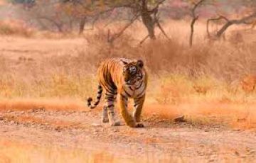 Heart-warming 4 Days Jaipur with Ranthambore Tour Package