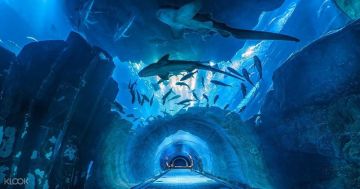 Amazing 4 Days 3 Nights Pattaya and Bangkok Vacation Package