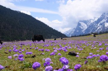 Experience 9 Days 8 Nights Gangtok, Lachung, Pelling with Darjeeling Holiday Package