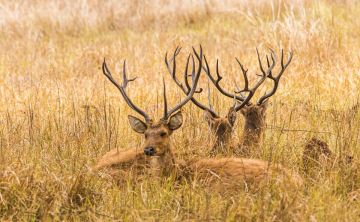 Experience Kanha National Park Tour Package for 10 Days from Jabalpur