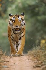 Beautiful 4 Days 3 Nights Kanha National Park Holiday Package