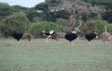 Experience Maasai Mara Game Reser Tour Package for 7 Days 6 Nights