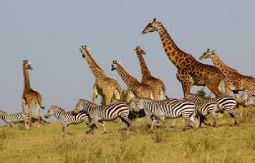 Experience Maasai Mara Game Reser Tour Package for 7 Days 6 Nights