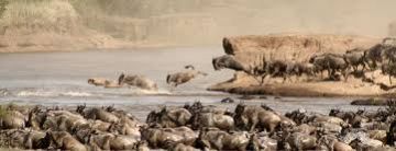 Experience Maasai Mara Game Reser Tour Package for 7 Days 6 Nights