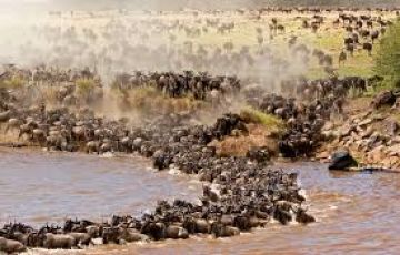Experience Maasai Mara Game Reser Tour Package for 7 Days 6 Nights