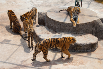 5 Days Bangkok to Pattaya Trip Package